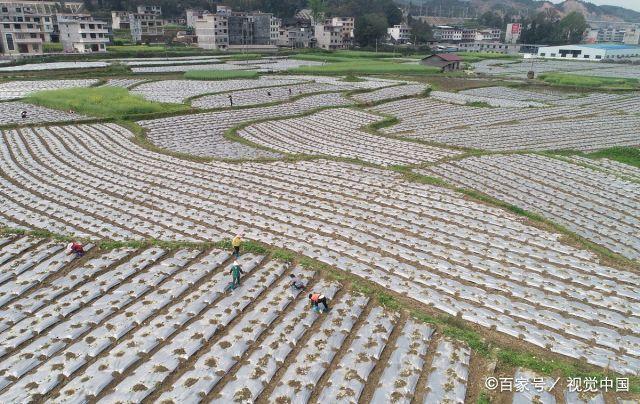 一码贵州校农结合可以手机填报数据吗?