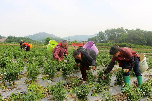 毕上教育公务员考试申论高分范文《扶贫先扶志,扶贫必扶智》