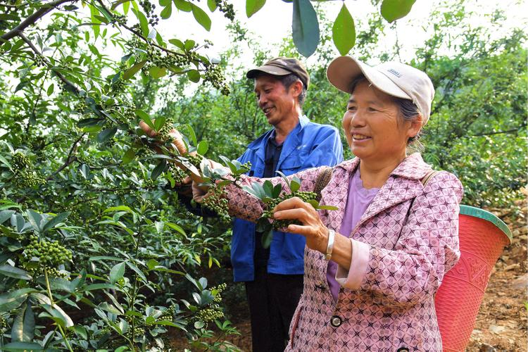 琼中有几个县种桑树的 琼中有几个县种桑树的